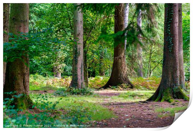 Woodland Walks in the Forest of Dean Print by Tracey Turner