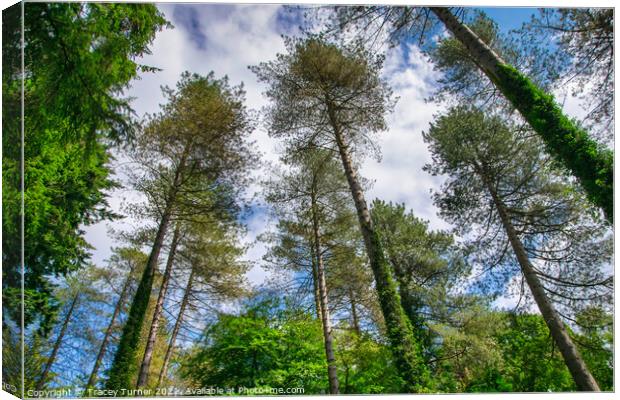 Tall Trees in the Forest of Dean Canvas Print by Tracey Turner