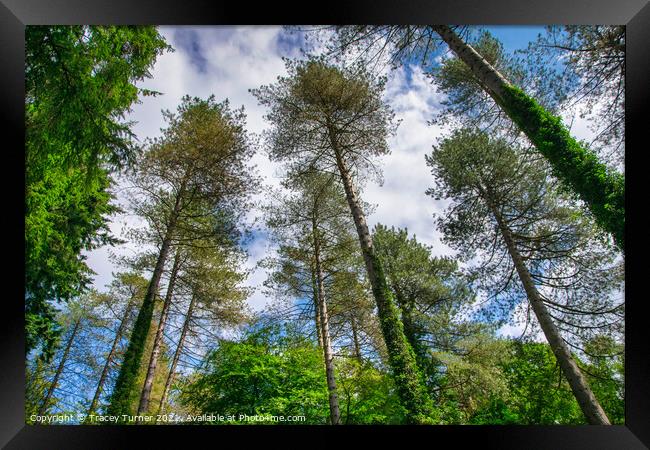 Tall Trees in the Forest of Dean Framed Print by Tracey Turner