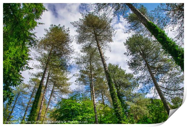 Tall Trees in the Forest of Dean Print by Tracey Turner
