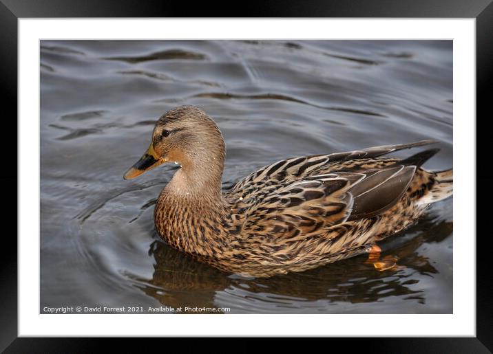 Female Duck Framed Mounted Print by David Forrest