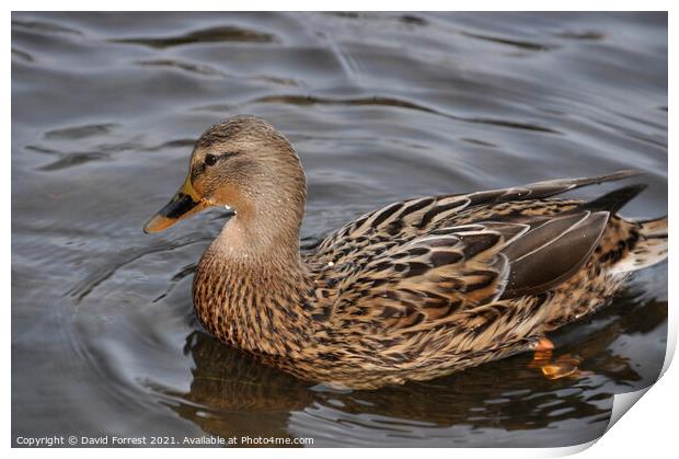 Female Duck Print by David Forrest