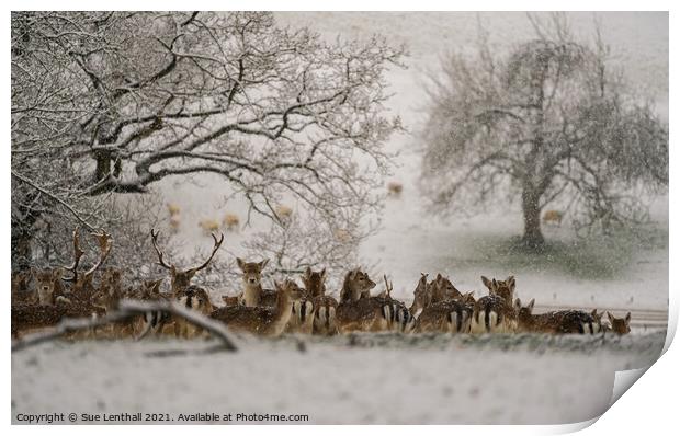Deer resting in the snowy woodland Print by Sue Lenthall