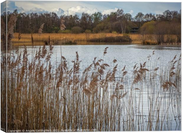 Reeds at Potteric Carr Canvas Print by Angela Cottingham
