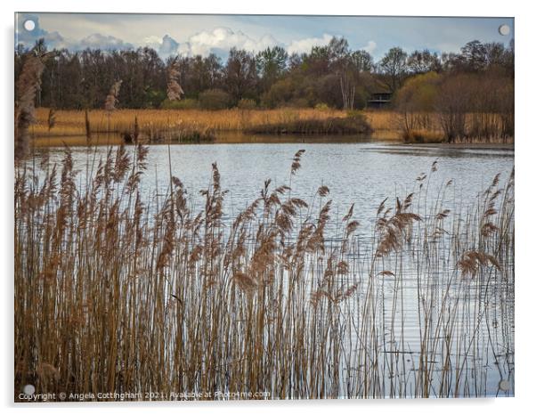 Reeds at Potteric Carr Acrylic by Angela Cottingham