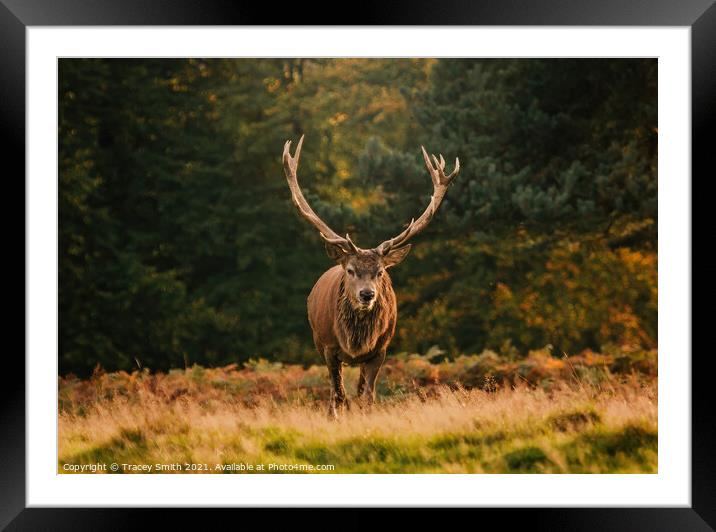 The Stag Framed Mounted Print by Tracey Smith
