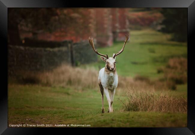 A fallow deer wandering Framed Print by Tracey Smith