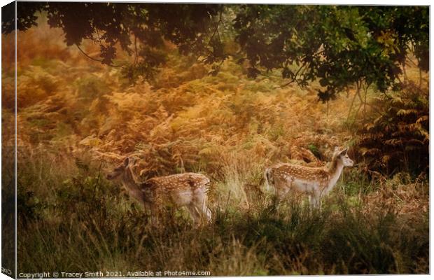 A pair of Fallow Deer in the Bracken Canvas Print by Tracey Smith