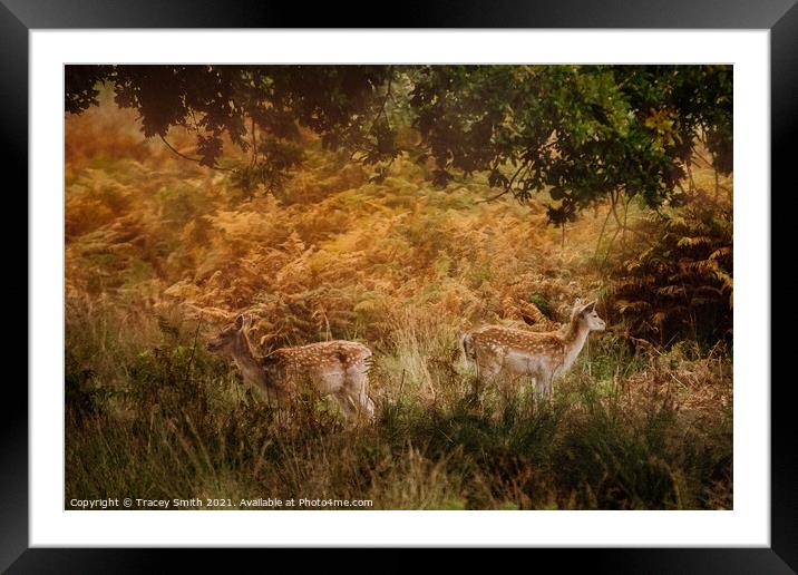 A pair of Fallow Deer in the Bracken Framed Mounted Print by Tracey Smith