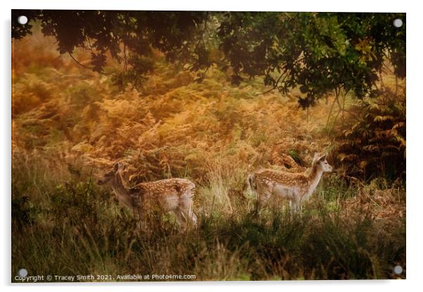 A pair of Fallow Deer in the Bracken Acrylic by Tracey Smith