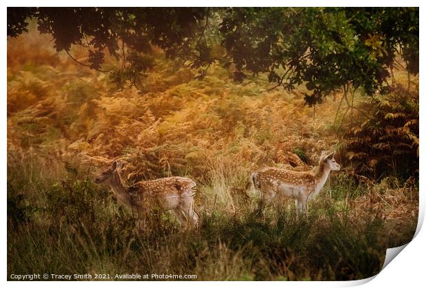 A pair of Fallow Deer in the Bracken Print by Tracey Smith