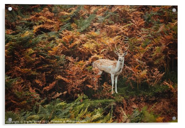 A Young Fallow Buck in the Bracken Acrylic by Tracey Smith