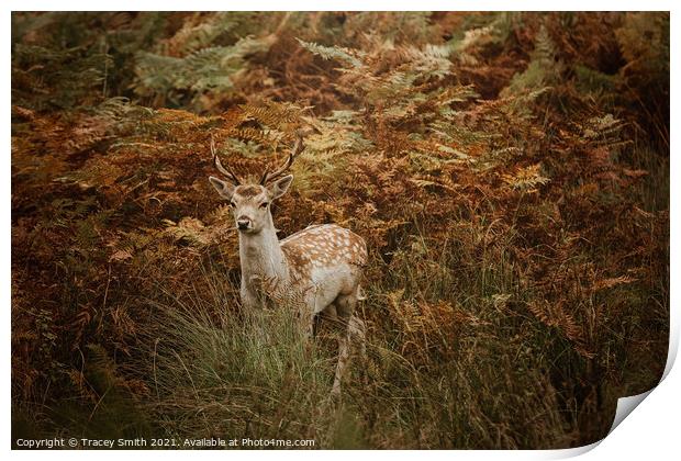 The Young Fallow Print by Tracey Smith