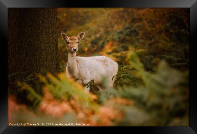 The Fallow Doe in the Forest Framed Print by Tracey Smith