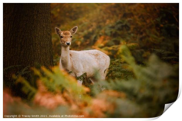 The Fallow Doe in the Forest Print by Tracey Smith