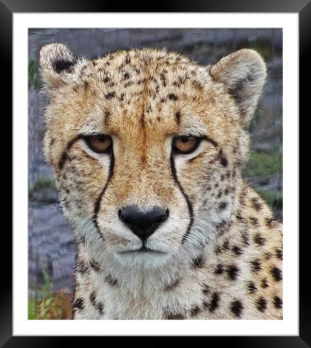 Cheetah Framed Mounted Print by Lynn Bolt