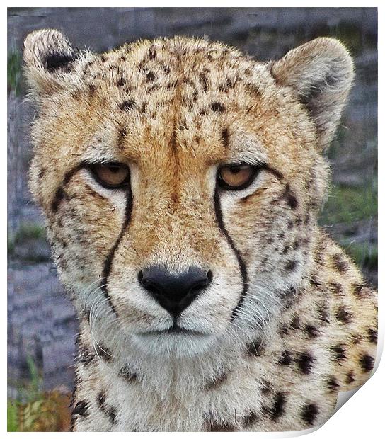 Cheetah Print by Lynn Bolt