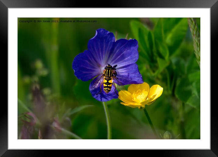 Cranesbill, buttercup and hoverfly Framed Mounted Print by Jim Jones