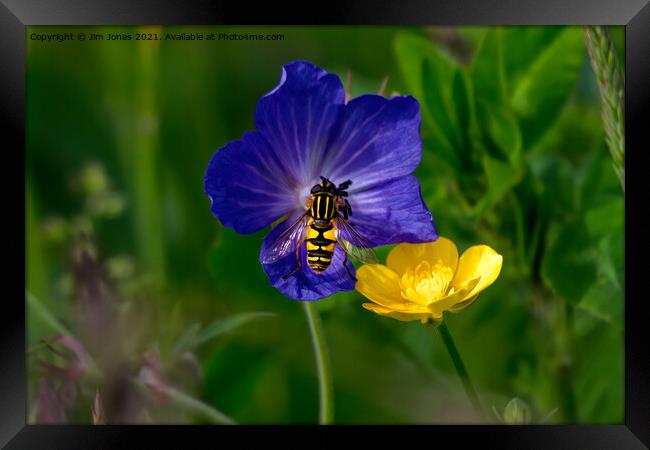 Cranesbill, buttercup and hoverfly Framed Print by Jim Jones