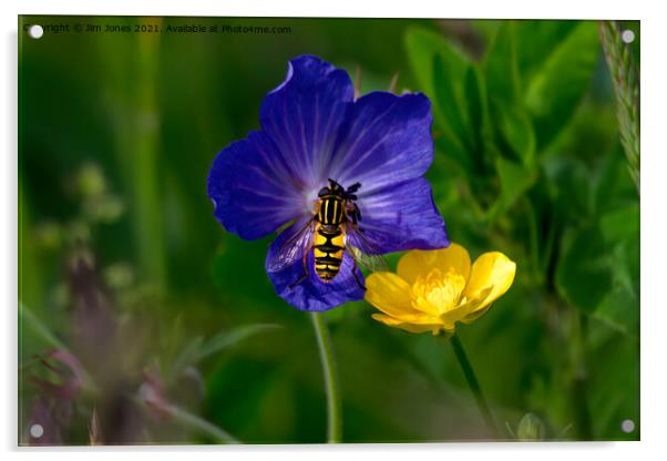 Cranesbill, buttercup and hoverfly Acrylic by Jim Jones