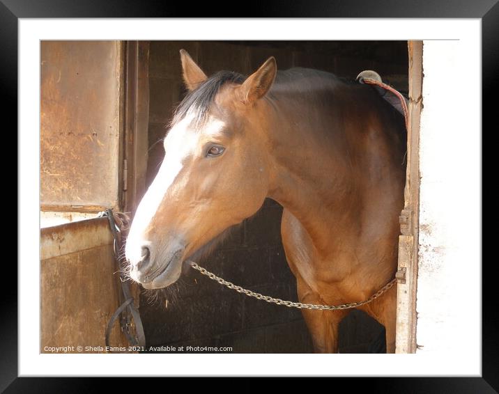 Horse at the Stable Door Framed Mounted Print by Sheila Eames