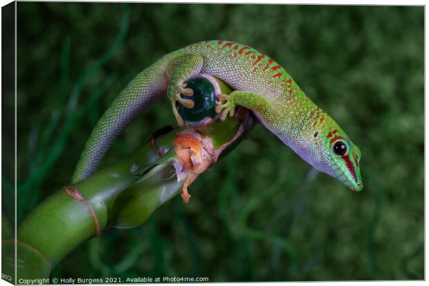 Green Lizard Red spots European Reptile  Canvas Print by Holly Burgess
