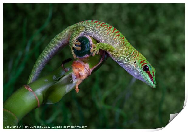 Green Lizard Red spots European Reptile  Print by Holly Burgess