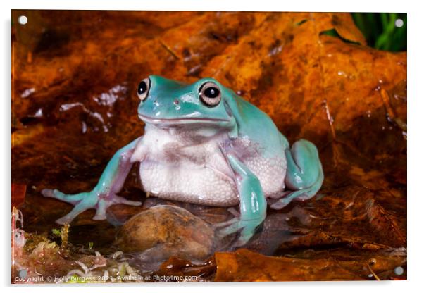 Australia  Green tree frog  Acrylic by Holly Burgess