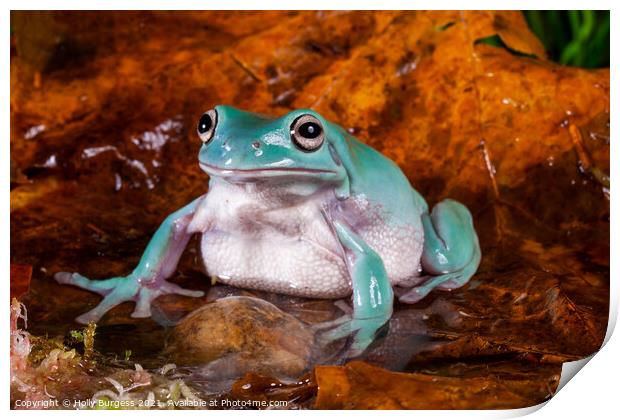 Australia  Green tree frog  Print by Holly Burgess