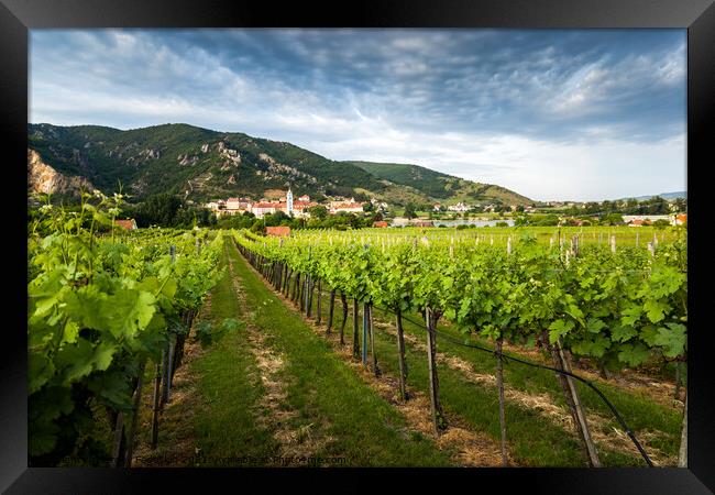 Vineyards in Wachau. Framed Print by Sergey Fedoskin