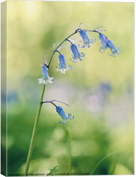 A close up of a  bluebell flower Canvas Print by Simon Johnson