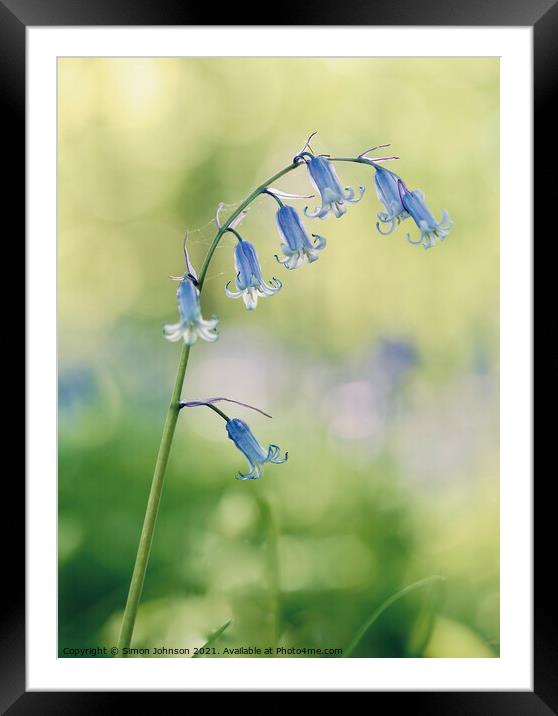 A close up of a  bluebell flower Framed Mounted Print by Simon Johnson