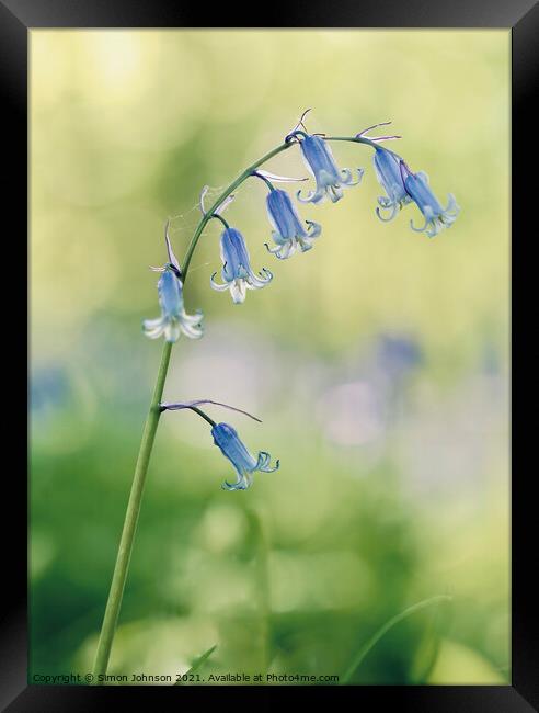 A close up of a  bluebell flower Framed Print by Simon Johnson