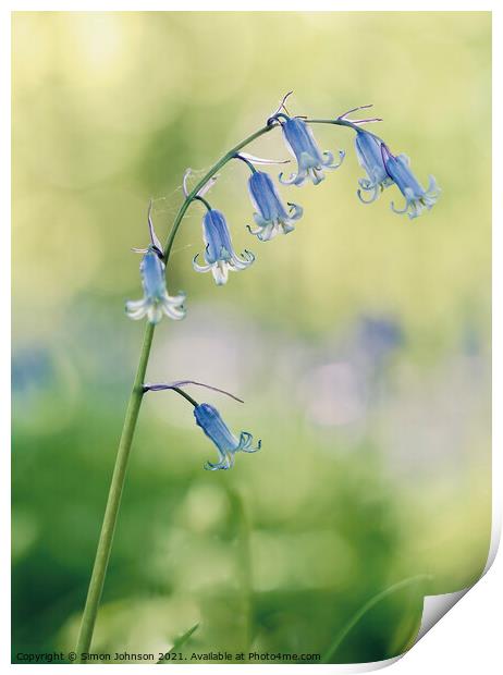 A close up of a  bluebell flower Print by Simon Johnson