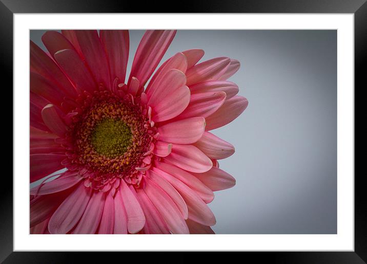 Pink Gerbera Framed Mounted Print by J Biggadike