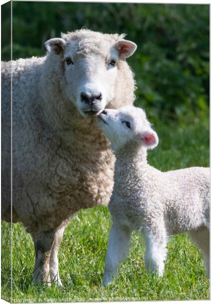 Easter Lamb Canvas Print by Sarah Smith