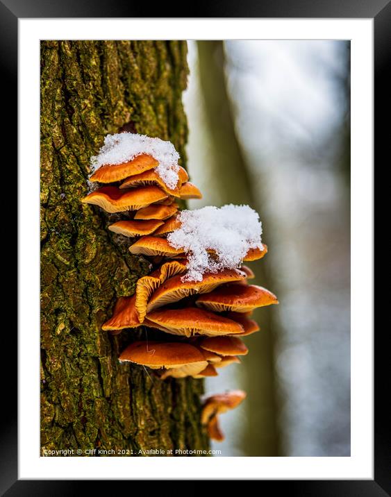 Tree fungus Framed Mounted Print by Cliff Kinch