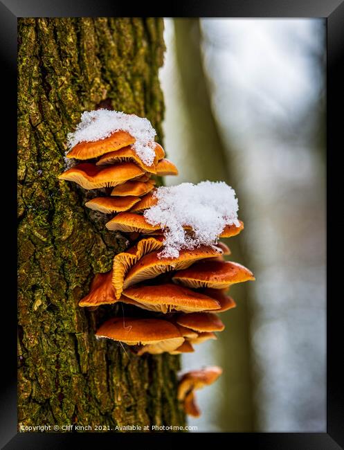 Tree fungus Framed Print by Cliff Kinch