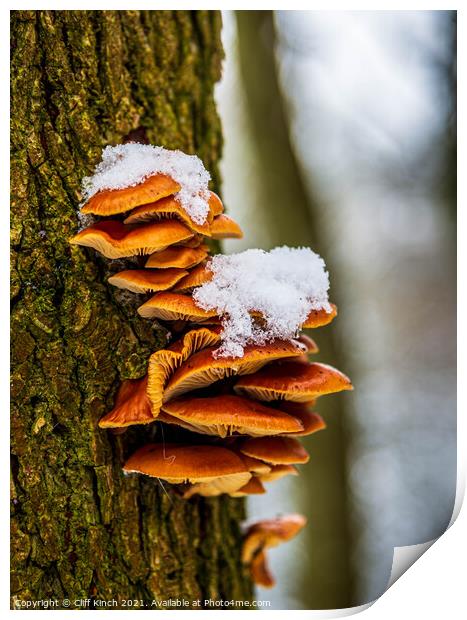 Tree fungus Print by Cliff Kinch