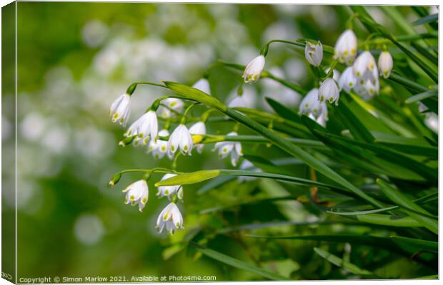 Enchanting Meadow Snowdrops Canvas Print by Simon Marlow