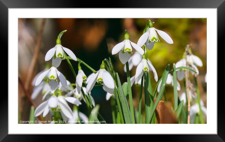 Snowdrops Framed Mounted Print by Simon Marlow