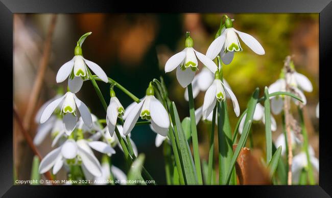 Snowdrops Framed Print by Simon Marlow