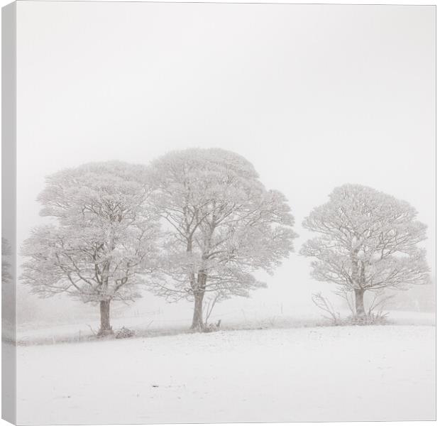 Three Oak  Trees in Winter Canvas Print by Phil Durkin DPAGB BPE4