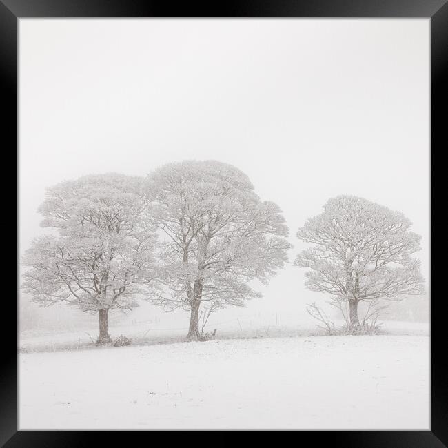 Three Oak  Trees in Winter Framed Print by Phil Durkin DPAGB BPE4