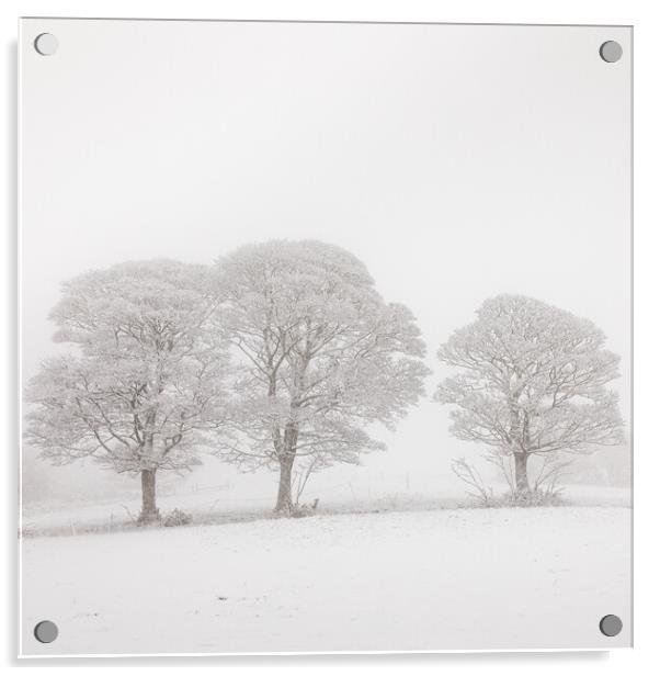 Three Oak  Trees in Winter Acrylic by Phil Durkin DPAGB BPE4