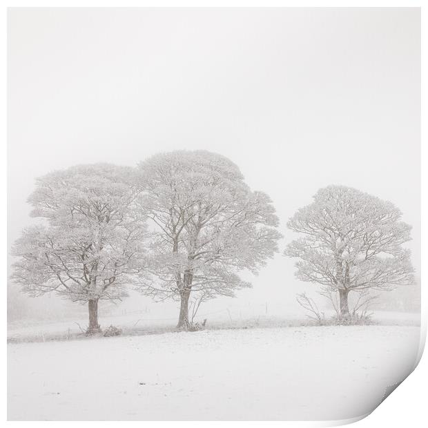 Three Oak  Trees in Winter Print by Phil Durkin DPAGB BPE4
