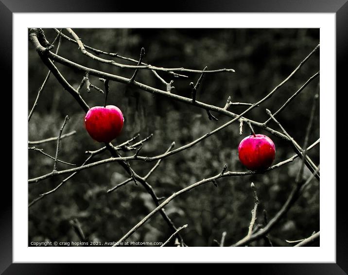 Winter Apples Framed Mounted Print by craig hopkins