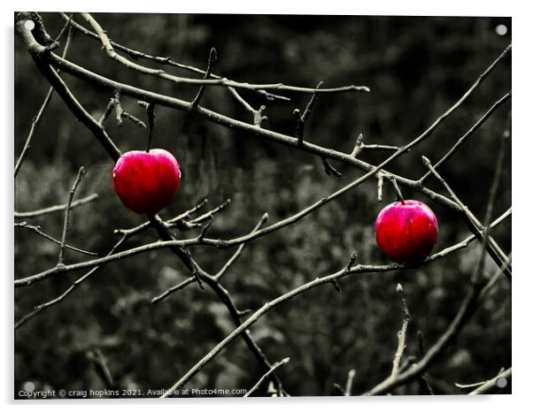 Winter Apples Acrylic by craig hopkins