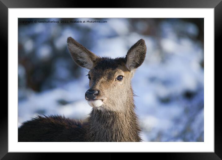 Young Red Deer Face Framed Mounted Print by rawshutterbug 