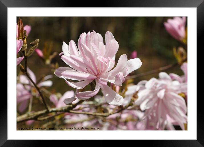 Flowers of magnolia tree Framed Mounted Print by aurélie le moigne